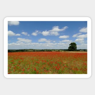 Poppy Field Sticker